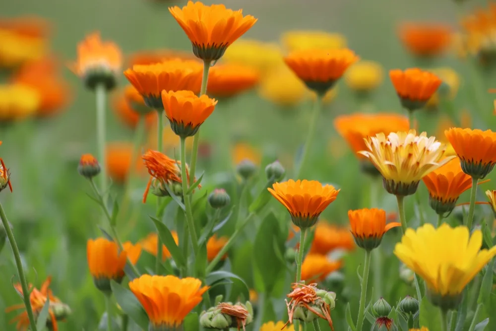 Bagaço de uva vira biofertilizante para o cultivo de flores comestíveis