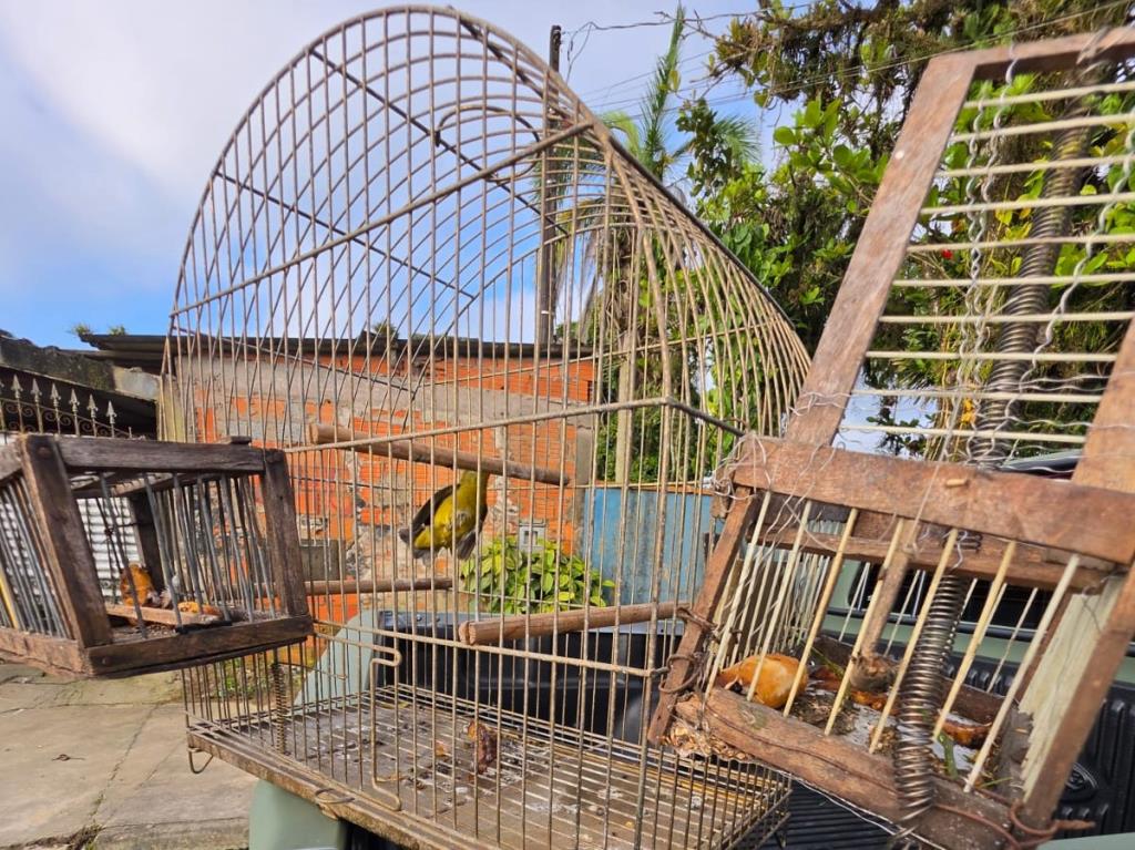 GEPAM resgata pintassilgo usado como ‘isca’ para captura de aves silvestres em Mongaguá