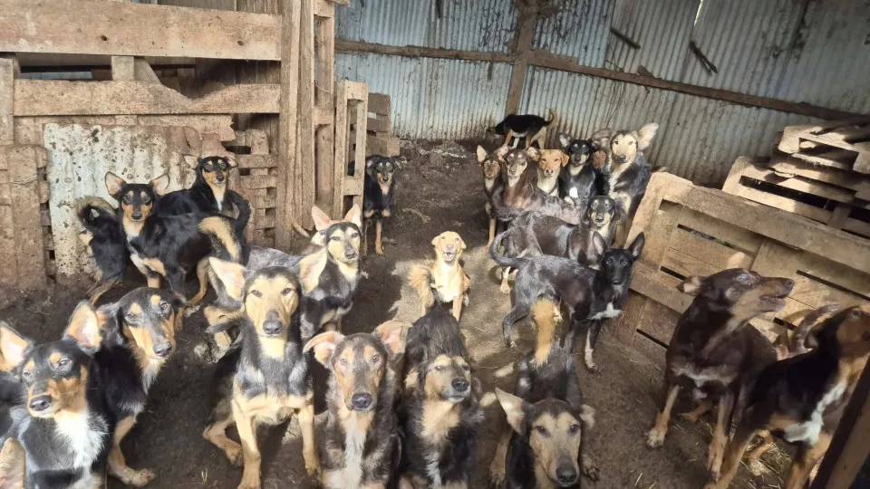 Mais de 100 cães são resgatados de "horror" na França 1