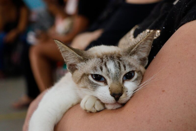 Mutirão de castração em Suzano atende 190 animais no Jardim Europa 3