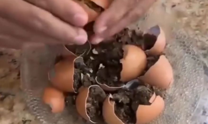 “Ovos de maconha” são apreendidos em presídio da Paraíba - Gazeta Brasil 3