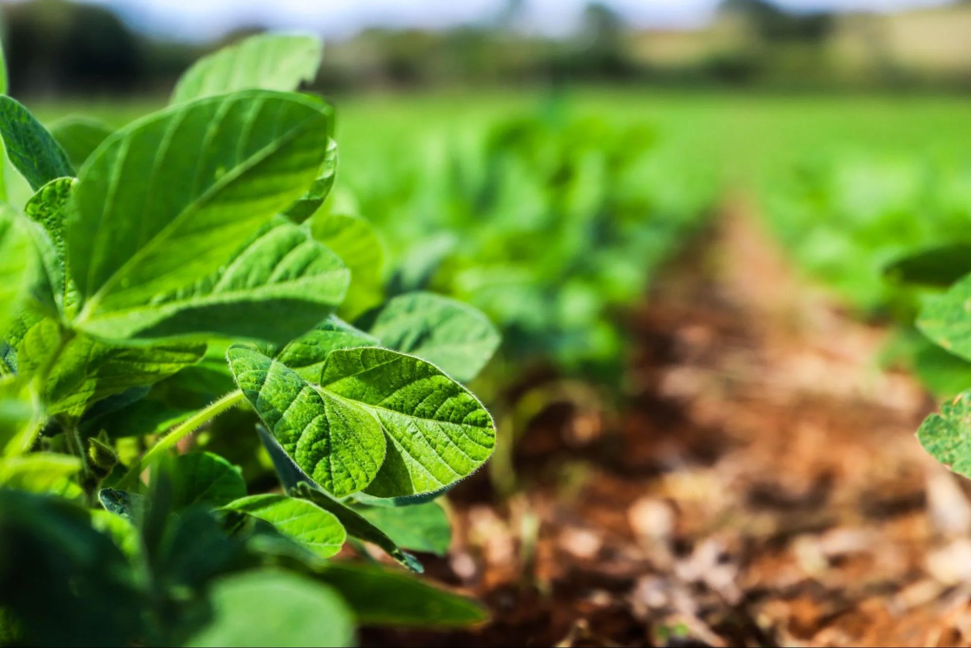 Sanidade vegetal: SP inicia calendário de semeadura da soja após período de vazio sanitário