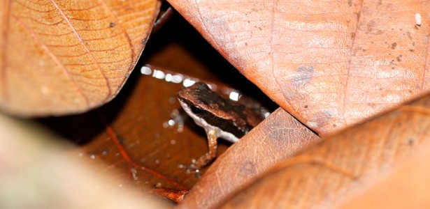 Sapo do litoral do Espírito Santo entra para a ciência como criticamente ameaçado 3