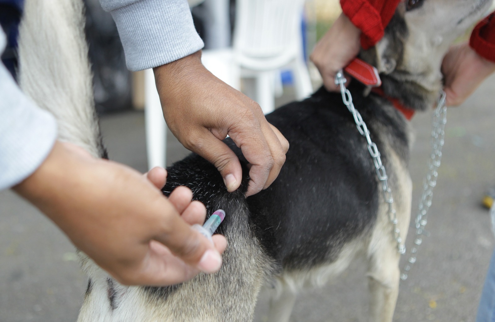 Poá promove vacinação antirrábica gratuita para cães e gatos nesta terça-feira 7
