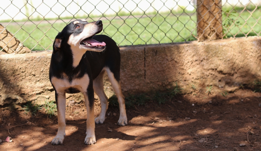 Mogi das Cruzes promove Feira de Adoção no Núcleo de Bem-Estar Animal (Nubea) no domingo (18/10) 1