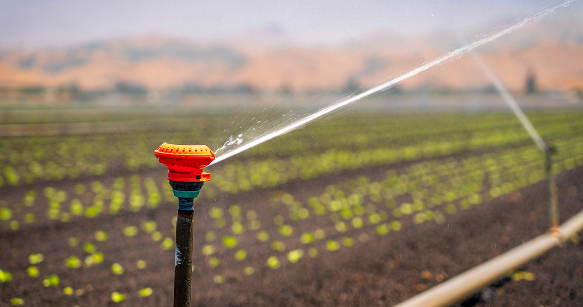 Agricultura tropical regenerativa une ciência e biodiversidade para reduzir insumos importados – Jornal da USP 7