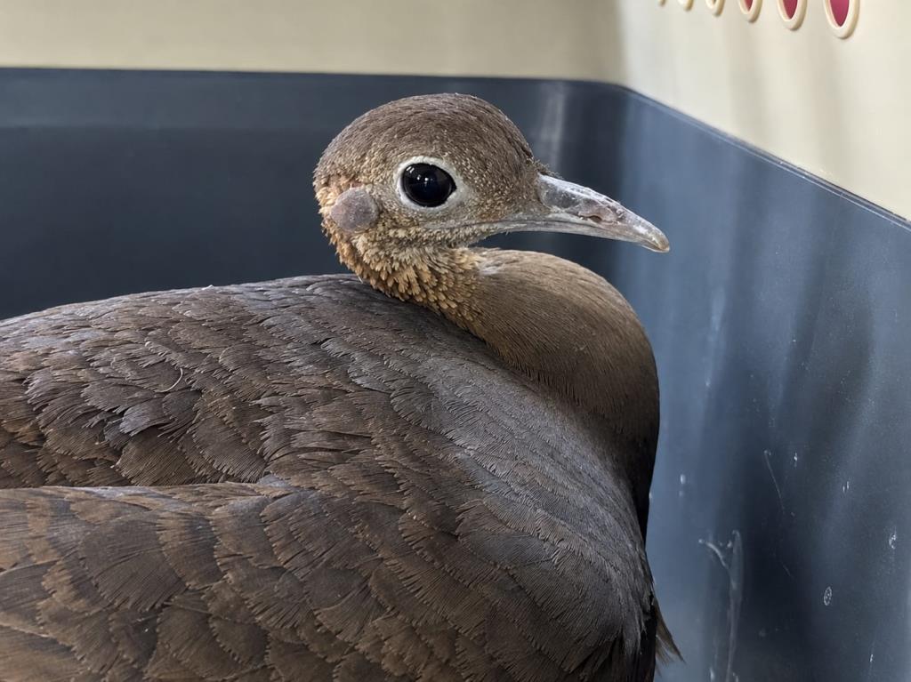 Ave rara é resgatada no Centro e devolvida à natureza em Mongaguá