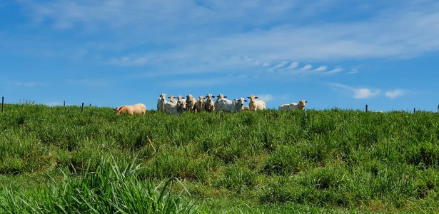 Manejo adequado transforma pastagens degradadas em reservatórios de carbono 1