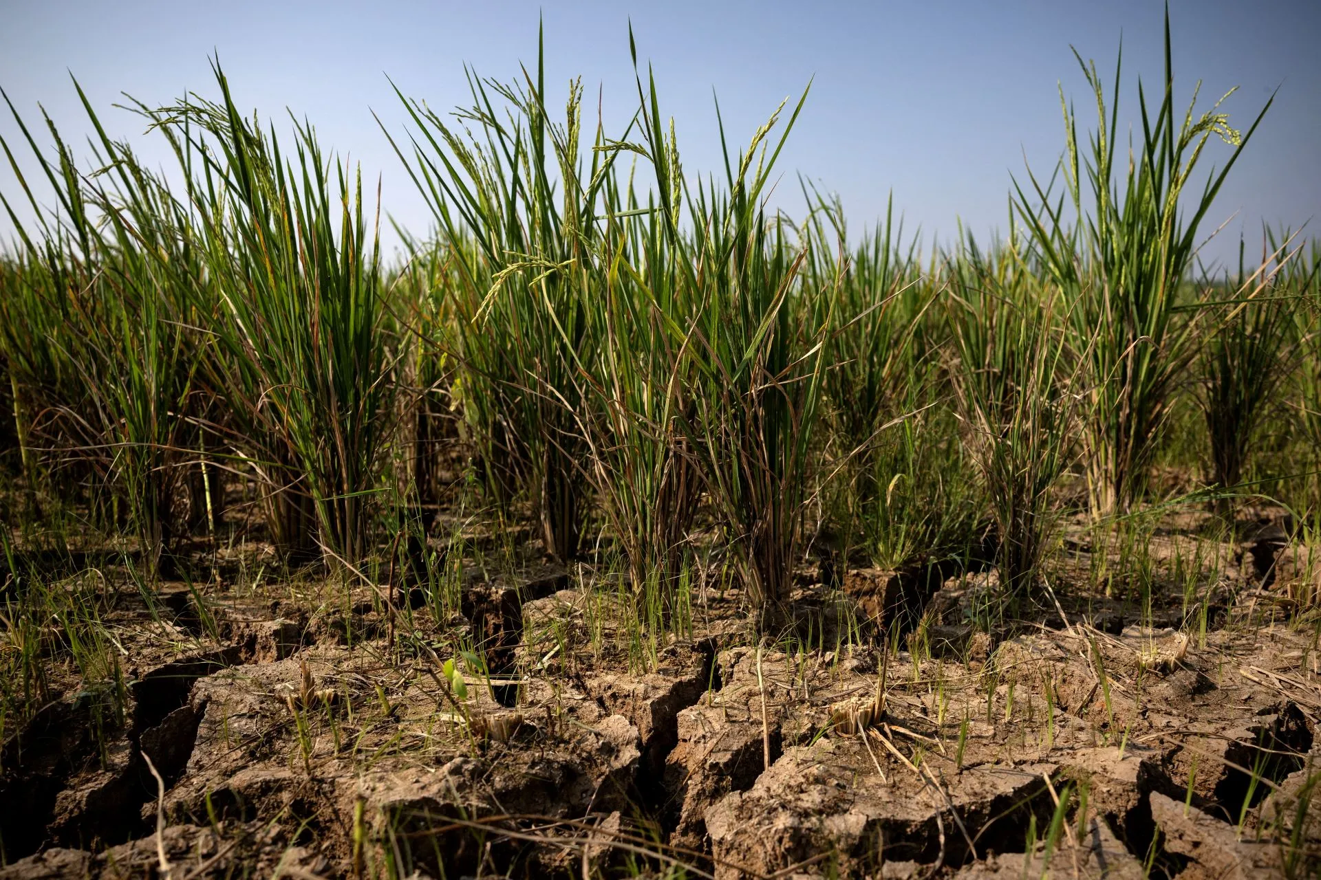 O El Niño que pode bagunçar colheitas, inflação e carteiras pelo mundo 1