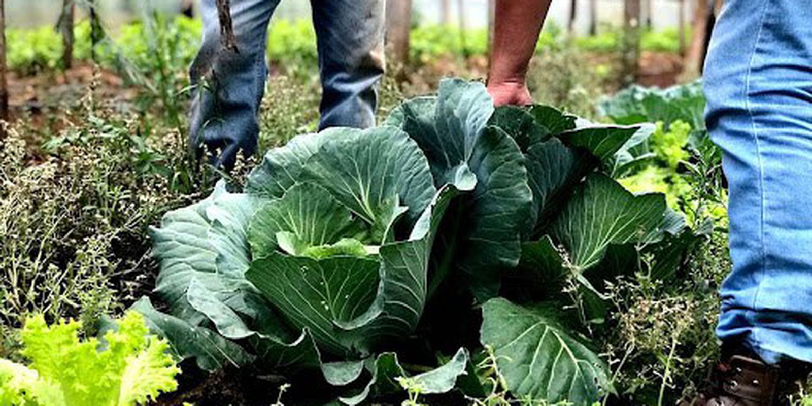 Segurança alimentar exige esforço coletivo e articulação 1