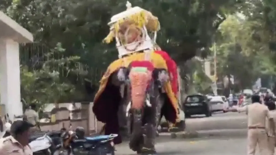 Vídeo: elefante se assusta em festival na Índia e provoca pânico geral 1